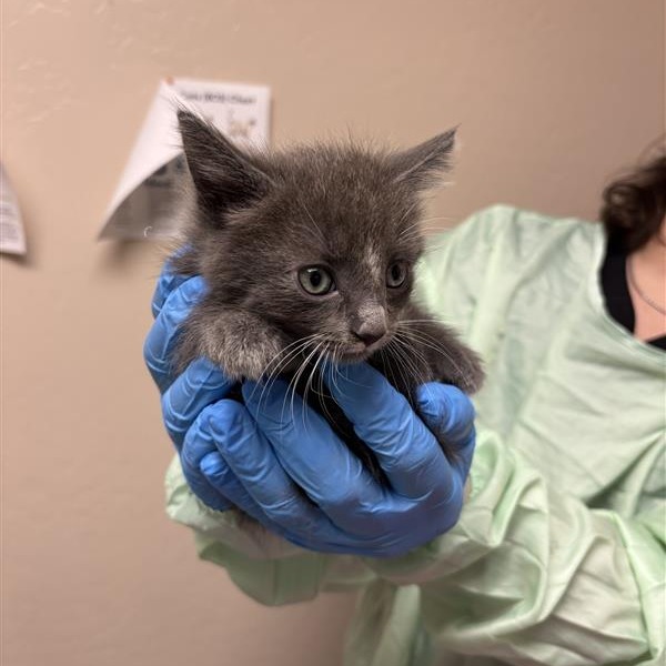 CAESAR - Domestic Medium Hair available for adoption
