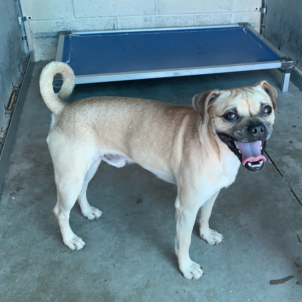 Roli, available for adoption at PVAS