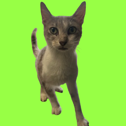 Wa Wa