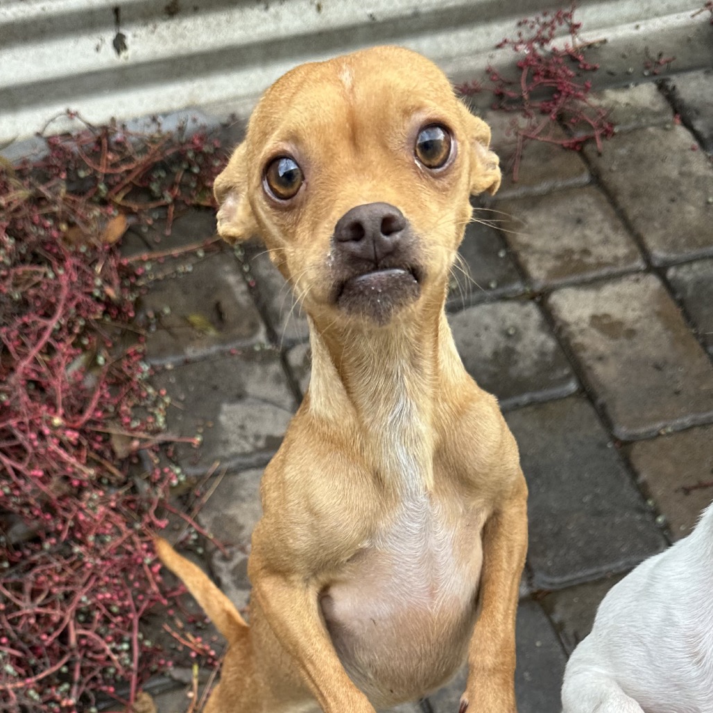 Axon — thumbnail 3