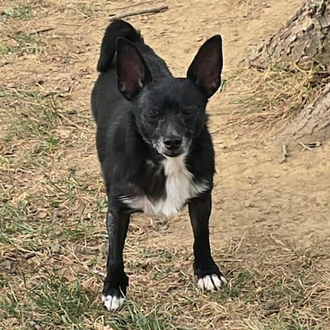 Houdini, photo 6