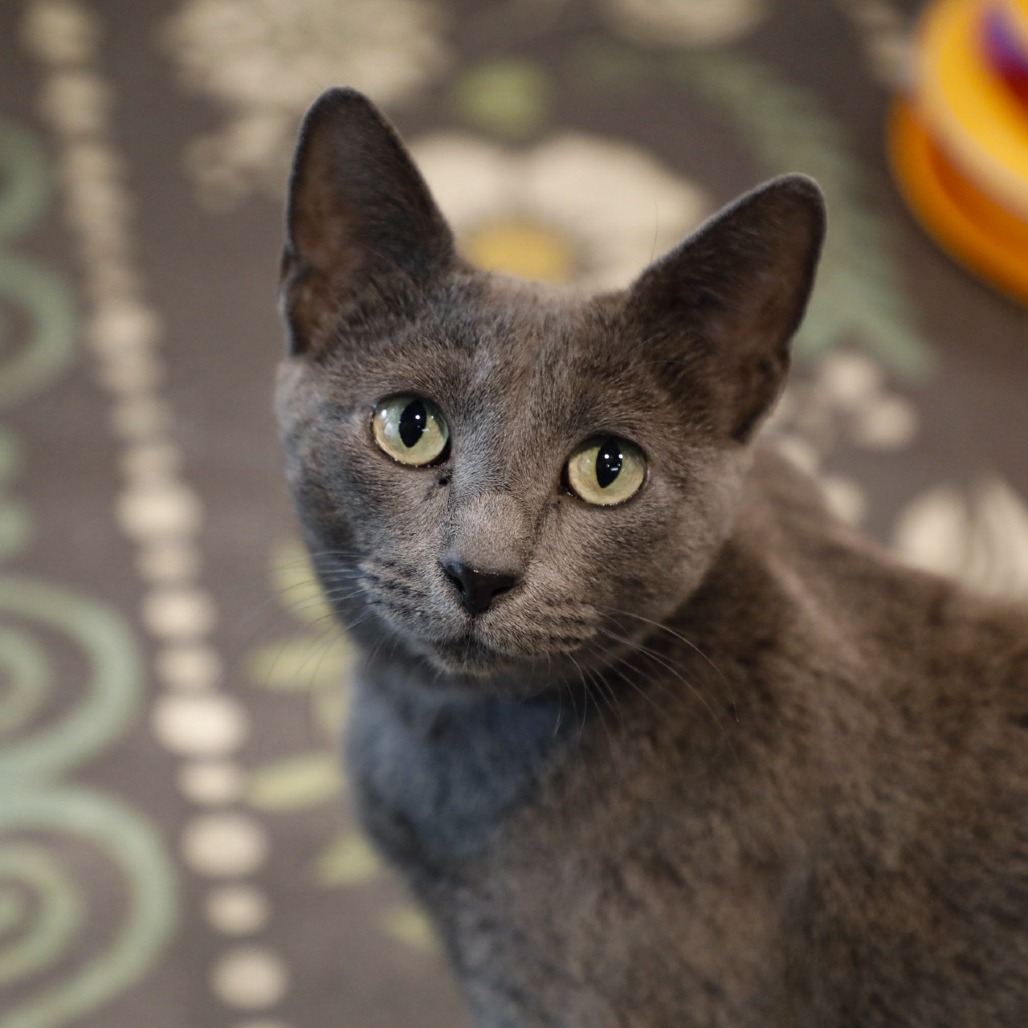 Remi — thumbnail 3