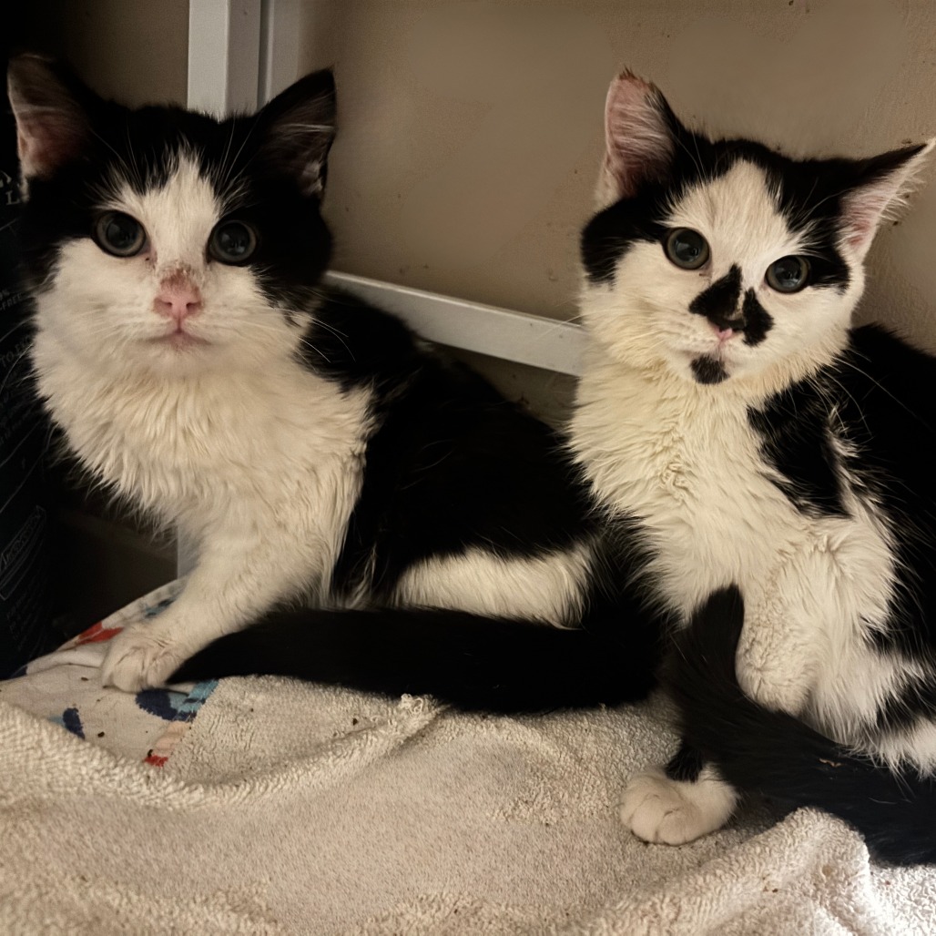 Oscar — thumbnail 3