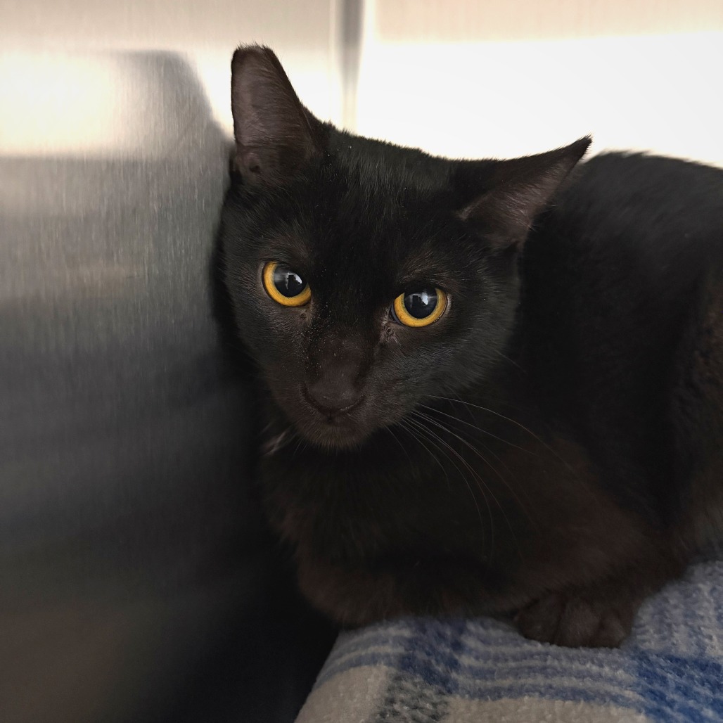 COCOA - Domestic Shorthair available for adoption