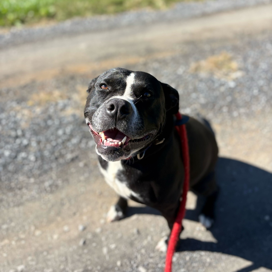 Luna, photo 26