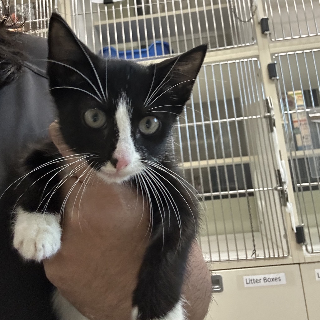DRACULAURA - Domestic Shorthair / Domestic Shorthair available for adoption