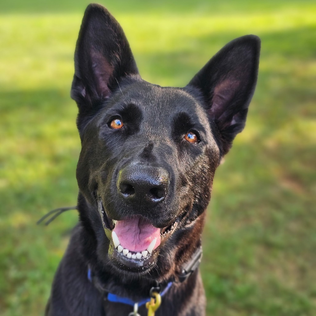 HERA - ADOPTION PENDING