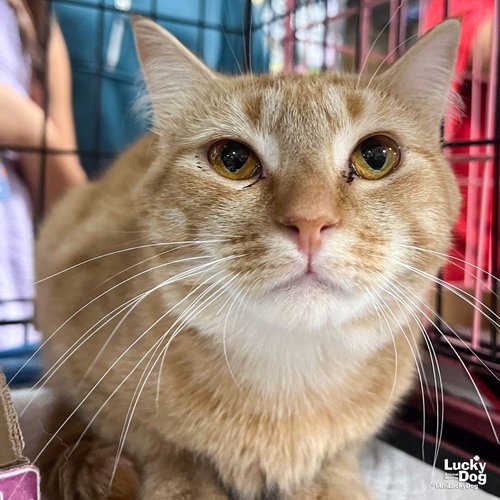 CATO - Domestic Shorthair available for adoption