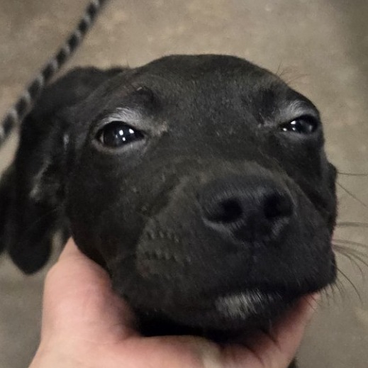 Venus — thumbnail 2