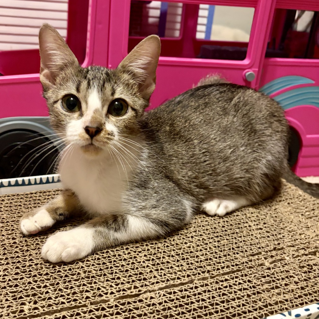 RIGBY - Domestic Shorthair available for adoption