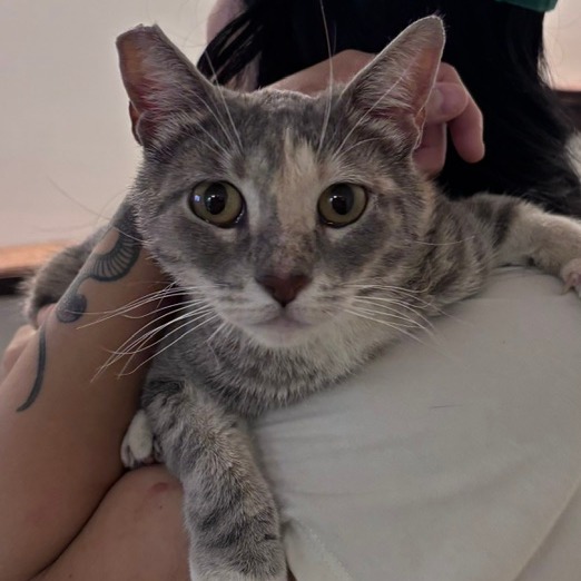 FRIJOLITA - Domestic Shorthair available for adoption