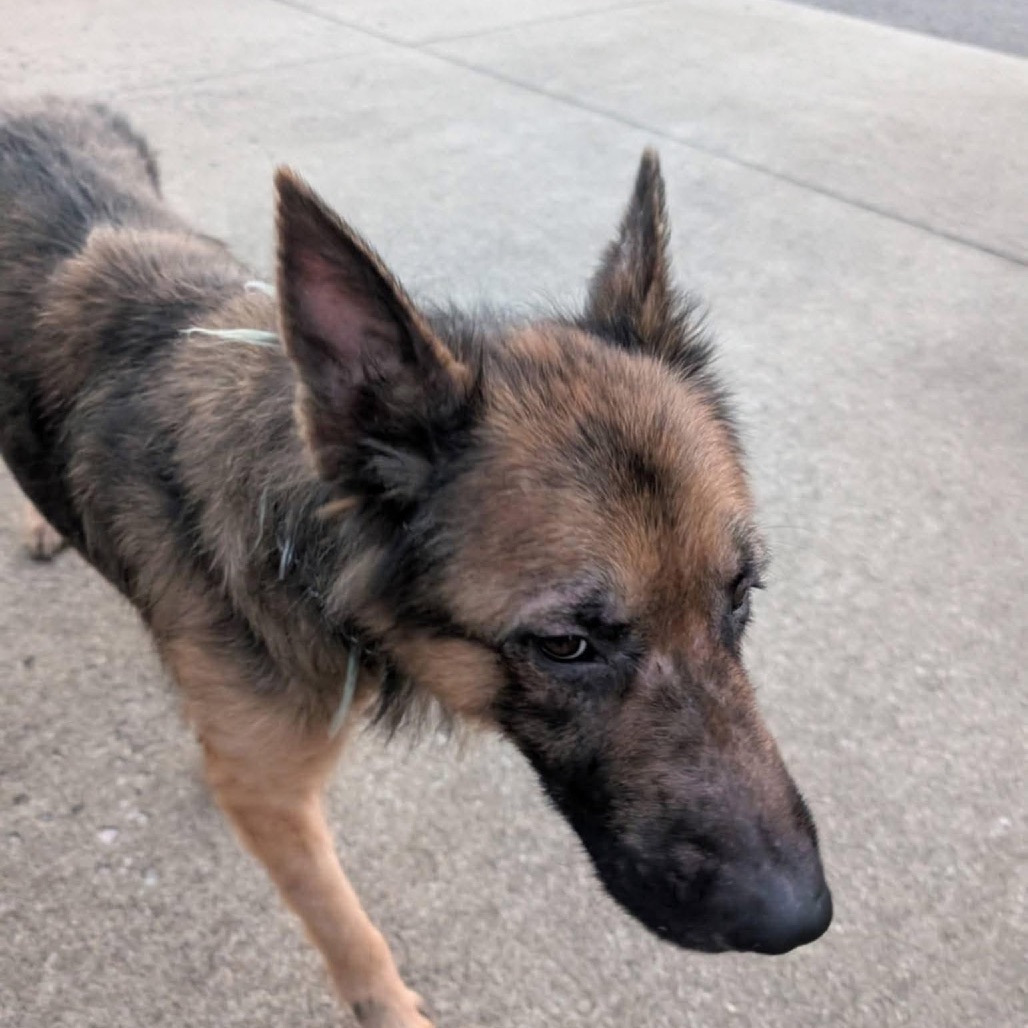 Bruno / Bucky — thumbnail 2