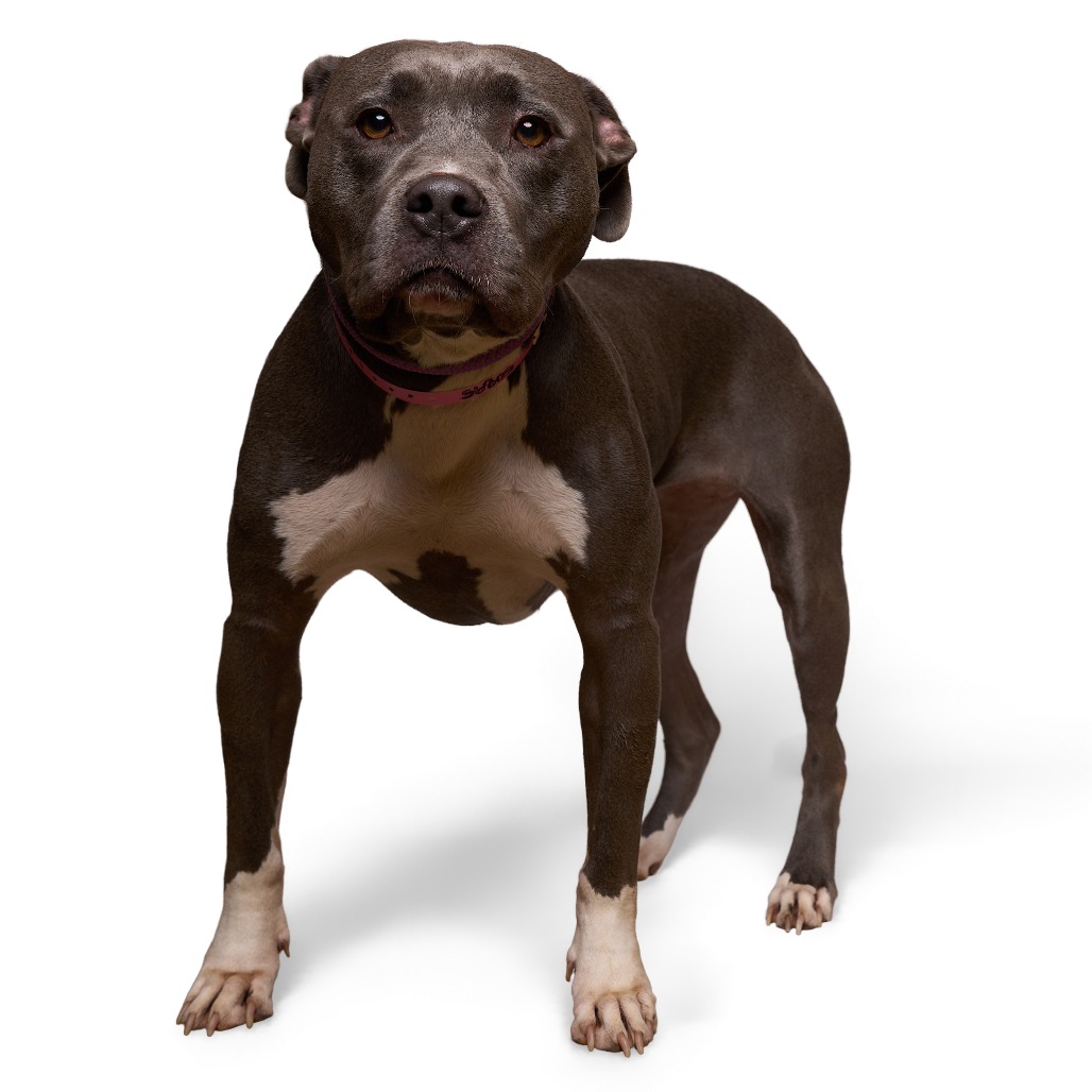 Angel — thumbnail 4