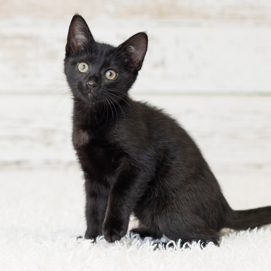 Andie Pesto, photo 4