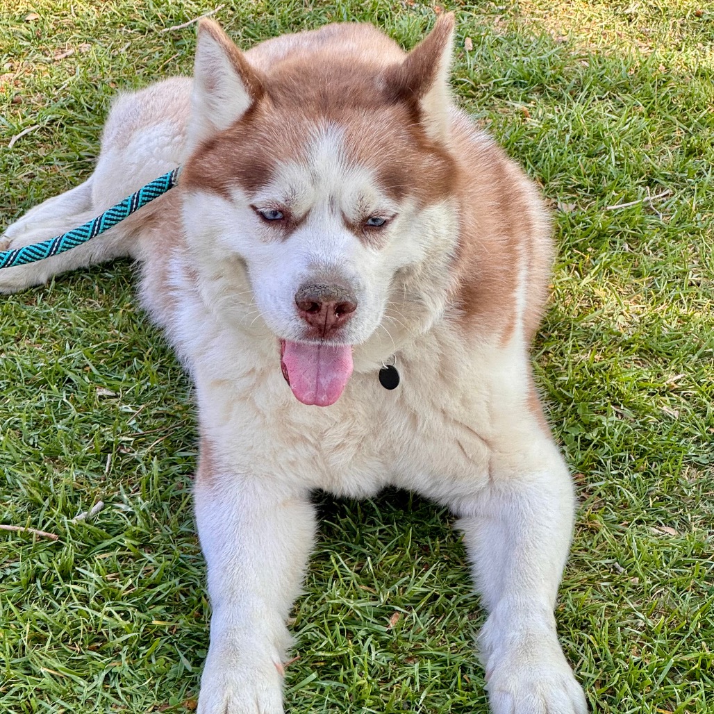 Apollo (C000-753) - Chino Hills Location, photo 31