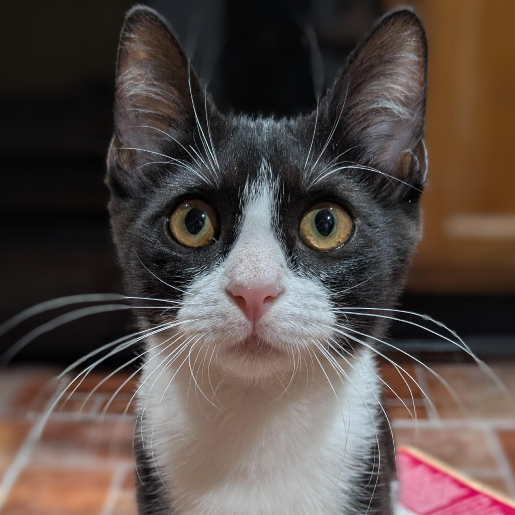 Binkie Bleu