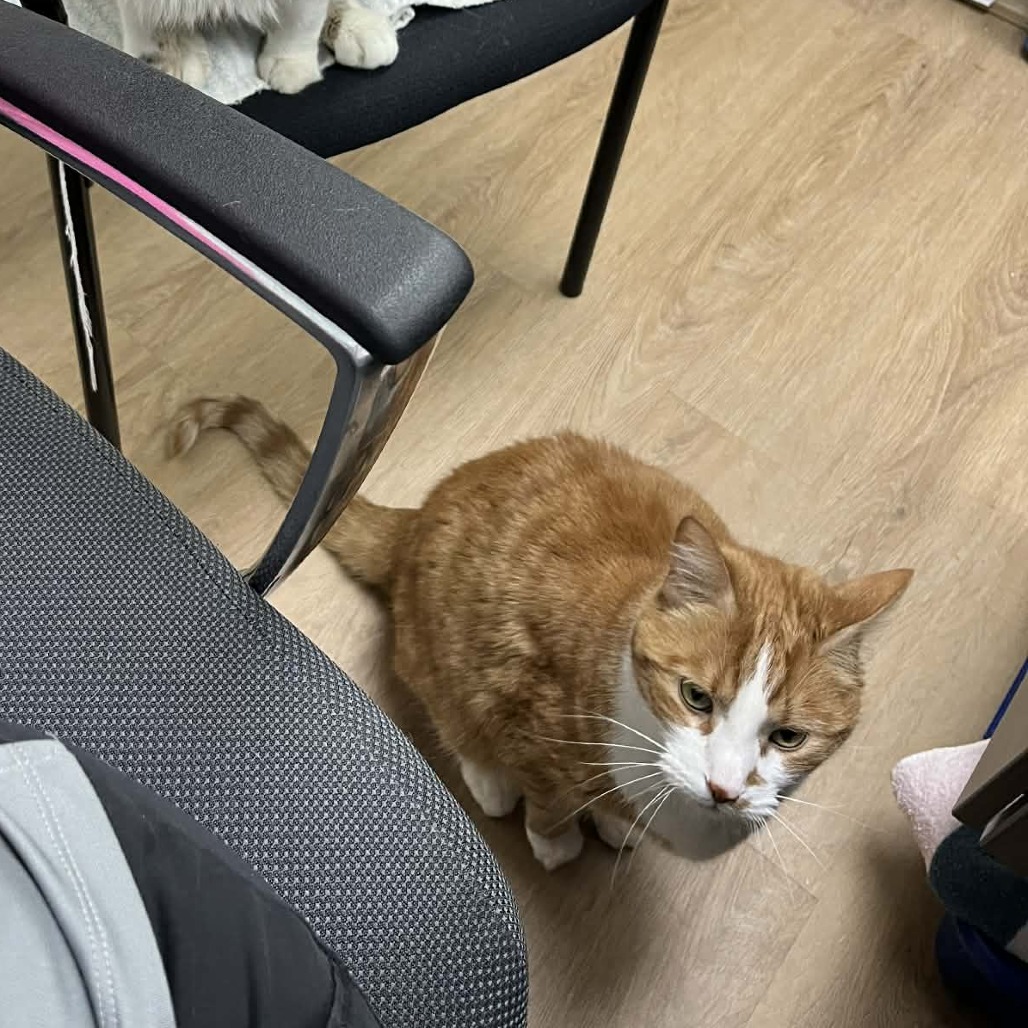 Katsuki — thumbnail 4