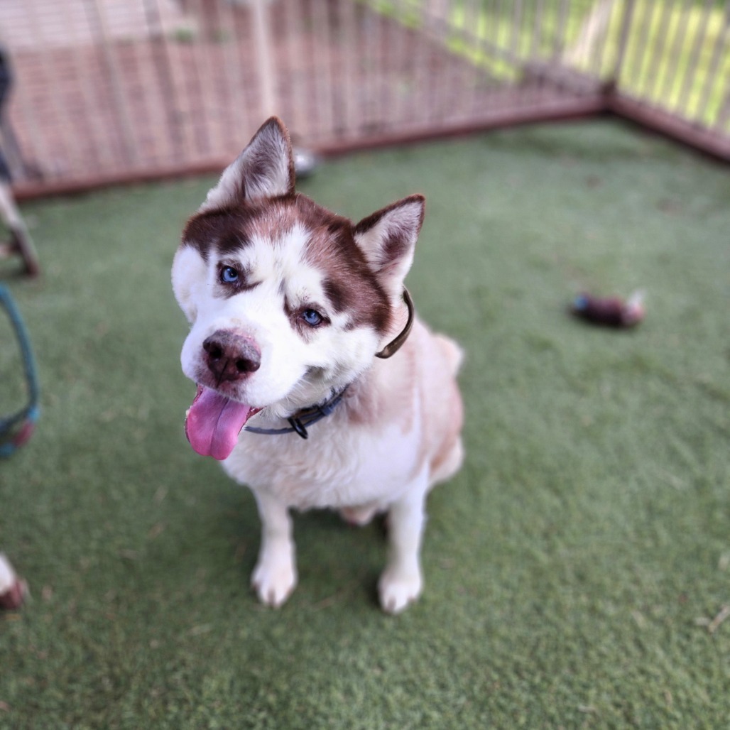 Apollo (C000-753) - Chino Hills Location, photo 9