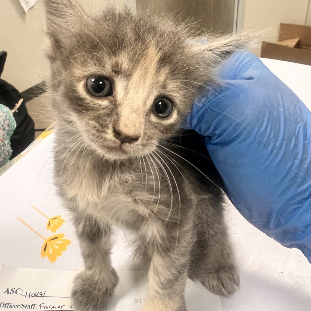 BLOSSOM - Domestic Shorthair available for adoption