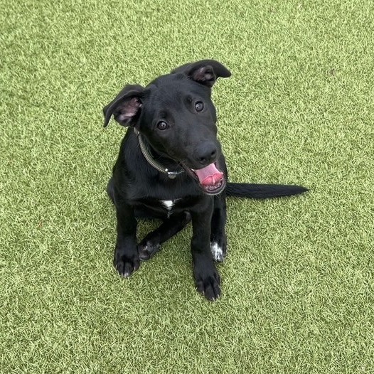 ABBI - Retriever, Labrador / Shepherd, German for adoption in Dayton