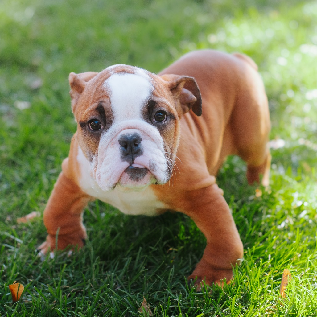 Bulldog