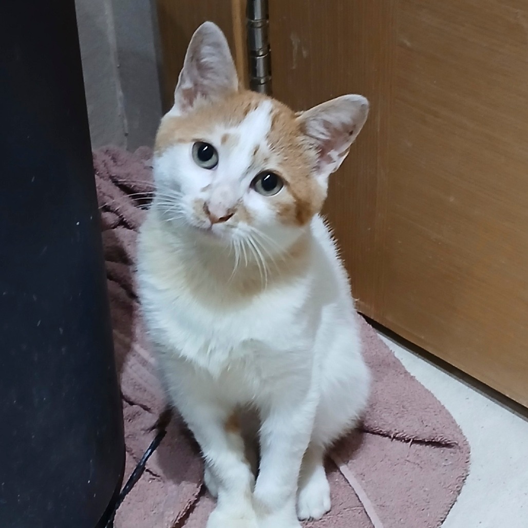 Rufus