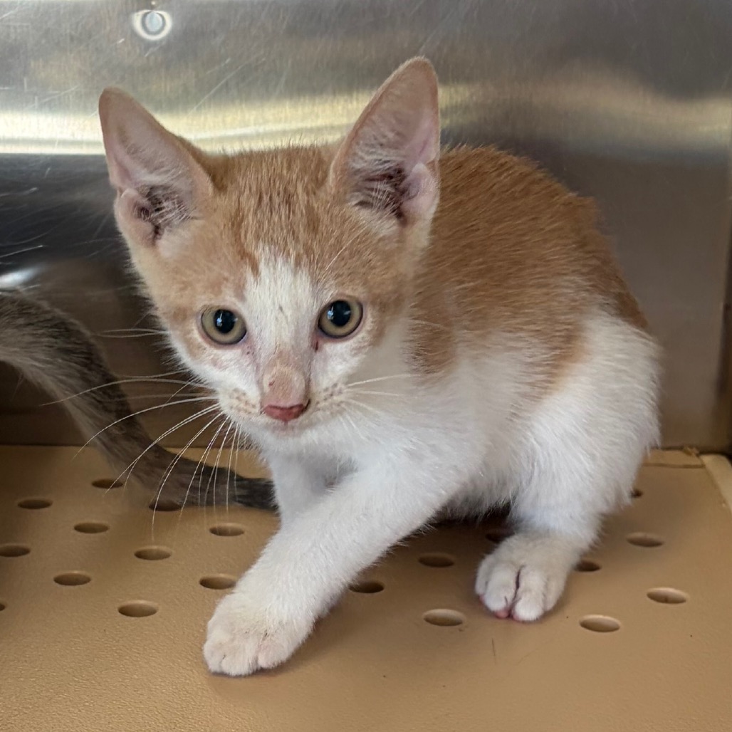 ALEX - Domestic Shorthair available for adoption