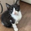 ABU DHABI - Domestic Shorthair available for adoption
