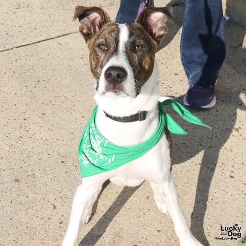LUIGO - Shepherd / Queensland Heeler available for adoption