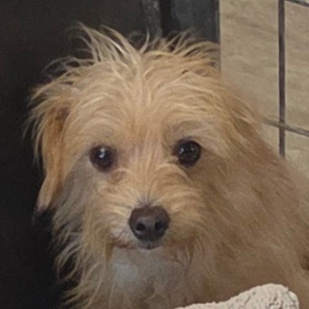 Mixed Breed