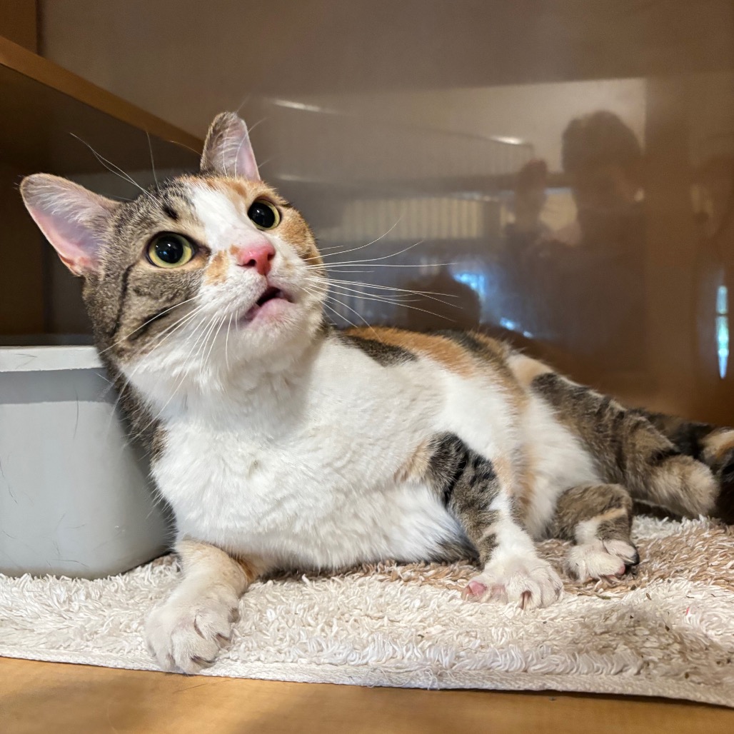 LACY - Domestic Shorthair available for adoption