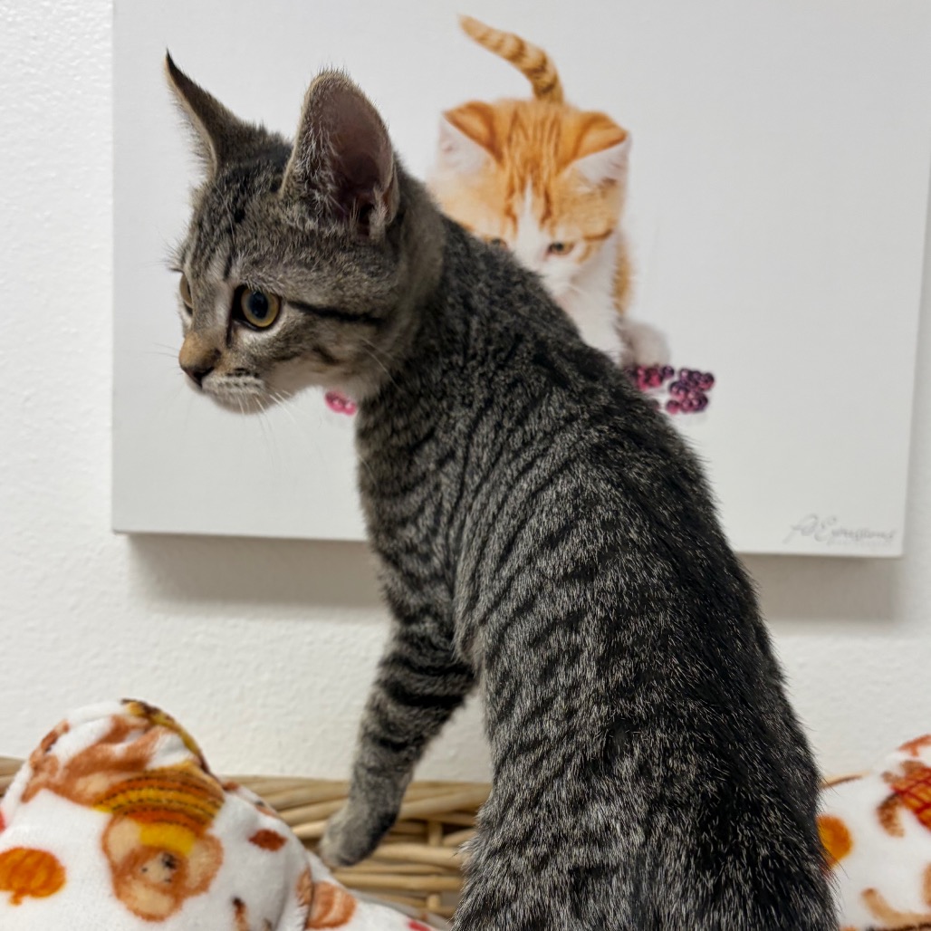 SARA - Domestic Shorthair available for adoption