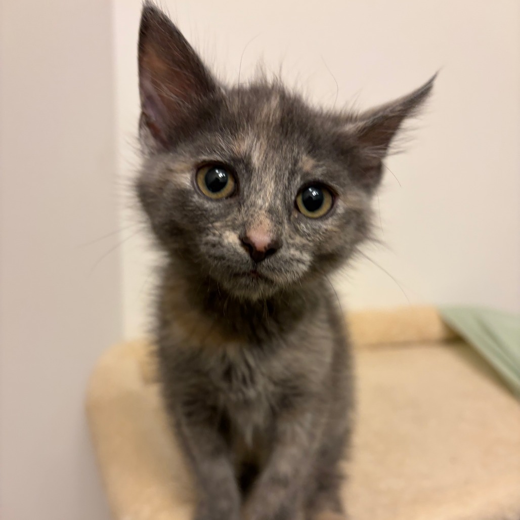 Meowry jane