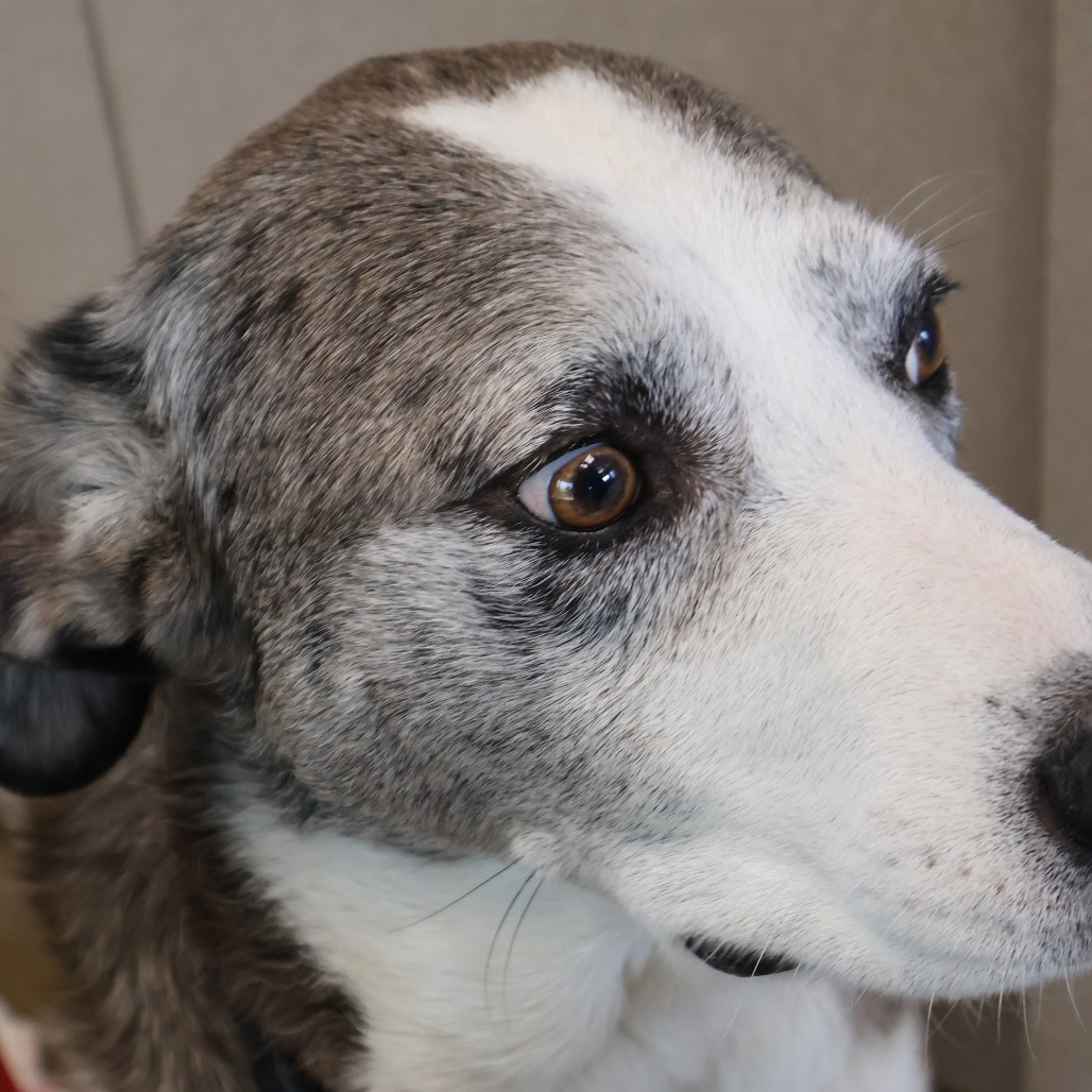 Pongo, photo 19