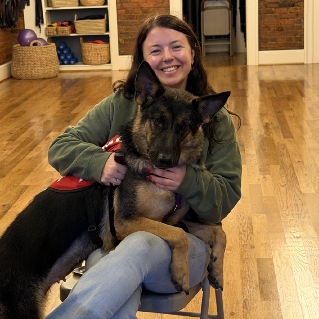 EVE (BREED EXPERIENCE REQUIRED) - Shepherd / German available for adoption