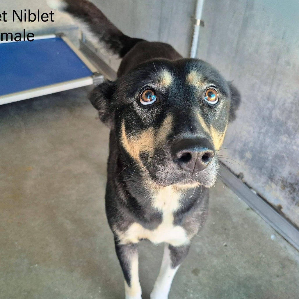 Sweet Niblet, photo 5