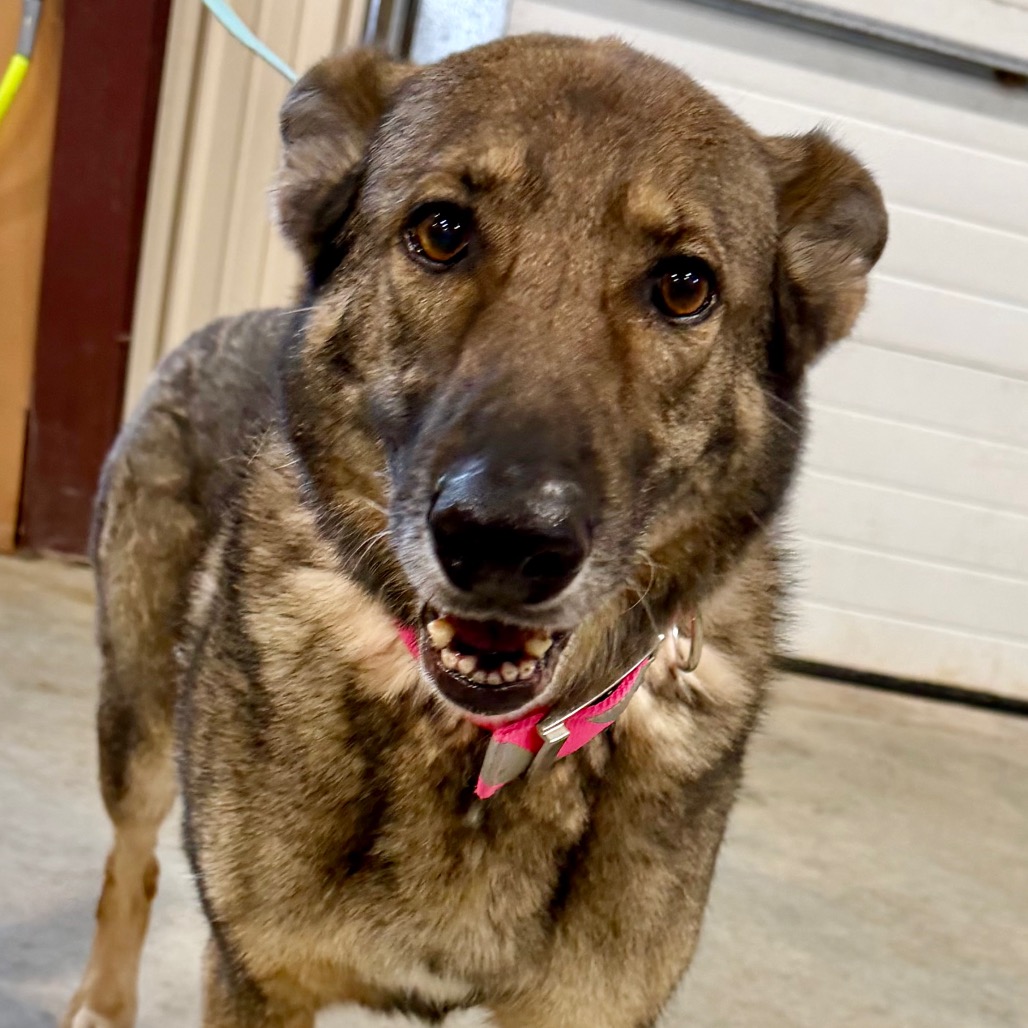 FURIE (MR26-307) - Shepherd / German available for adoption
