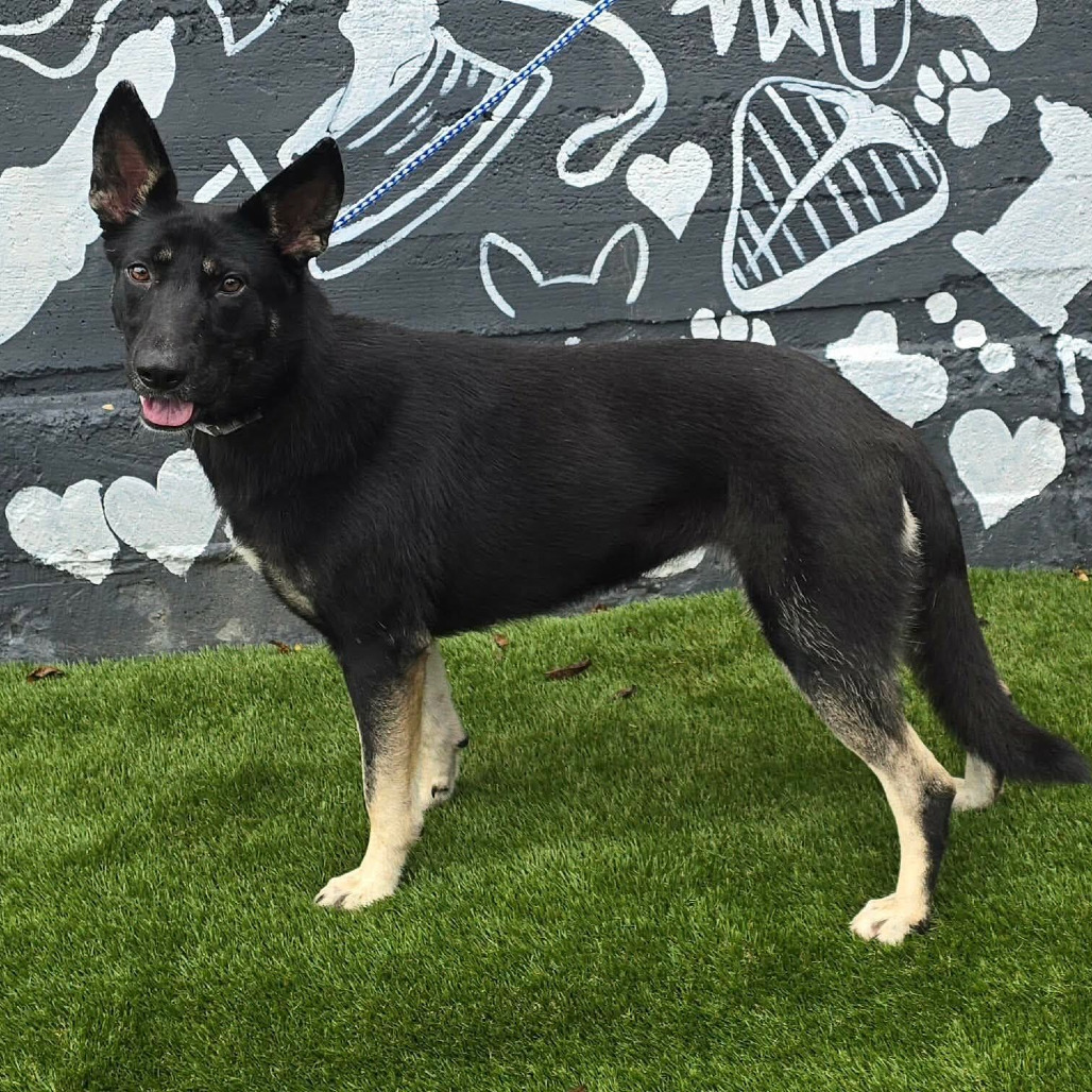 FOSTER NEEDED - Shelby