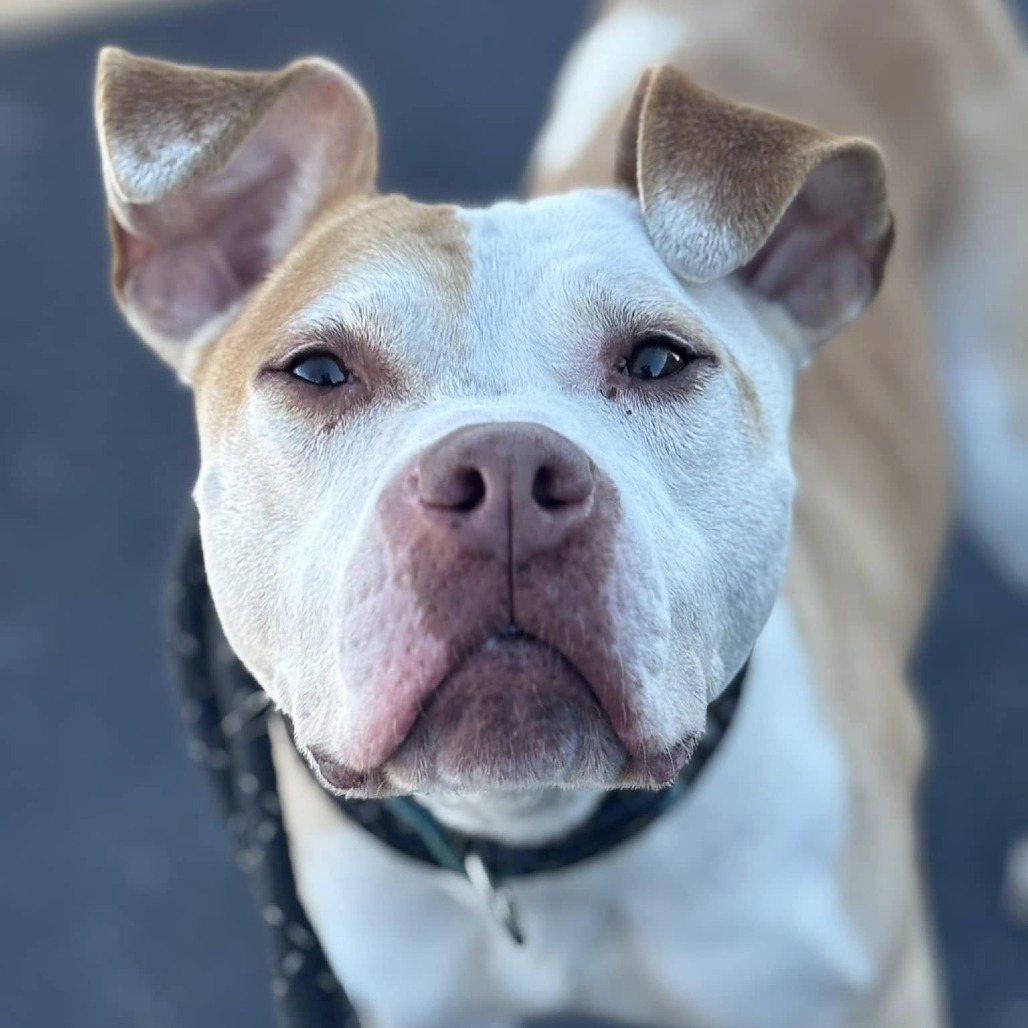 Rico, a Terrier, Pit Bull