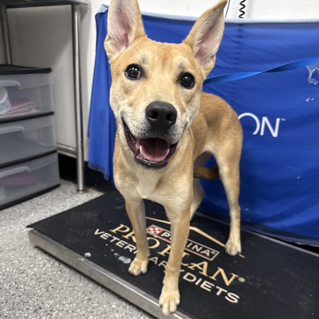 NALA - Carolina Dog available for adoption