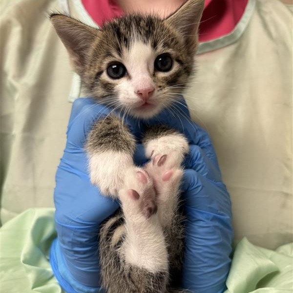 DR. QUACK - Domestic Shorthair available for adoption