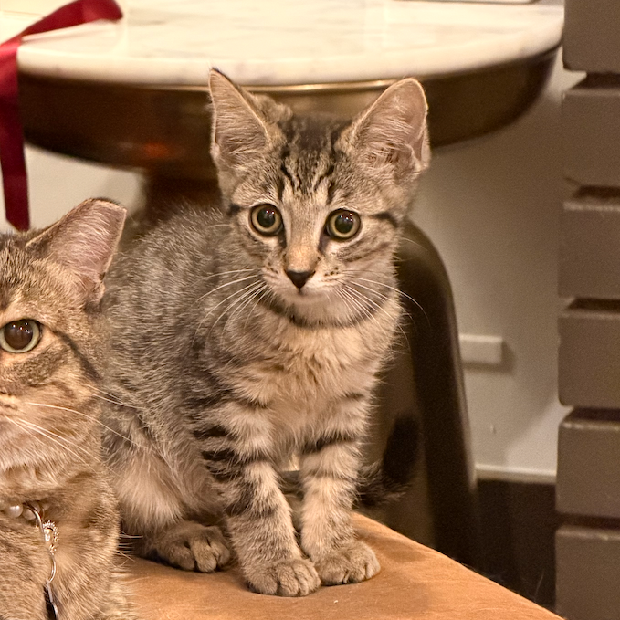 TARRAGON - Domestic Shorthair available for adoption