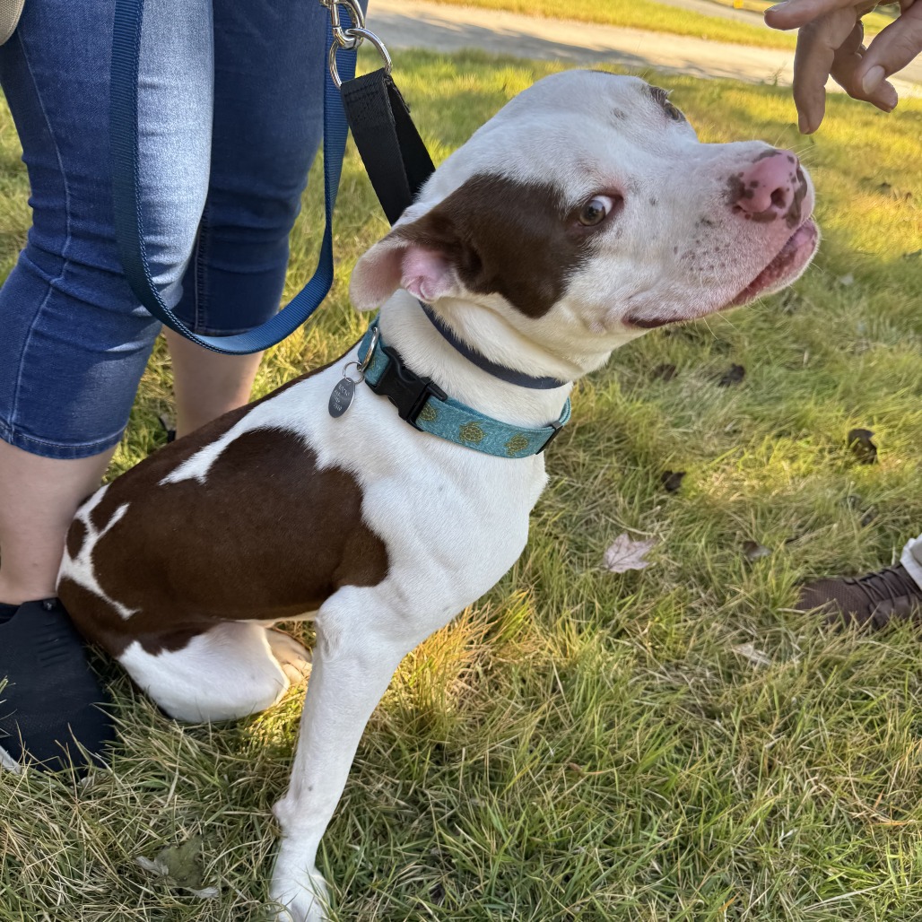 Taco — thumbnail 2