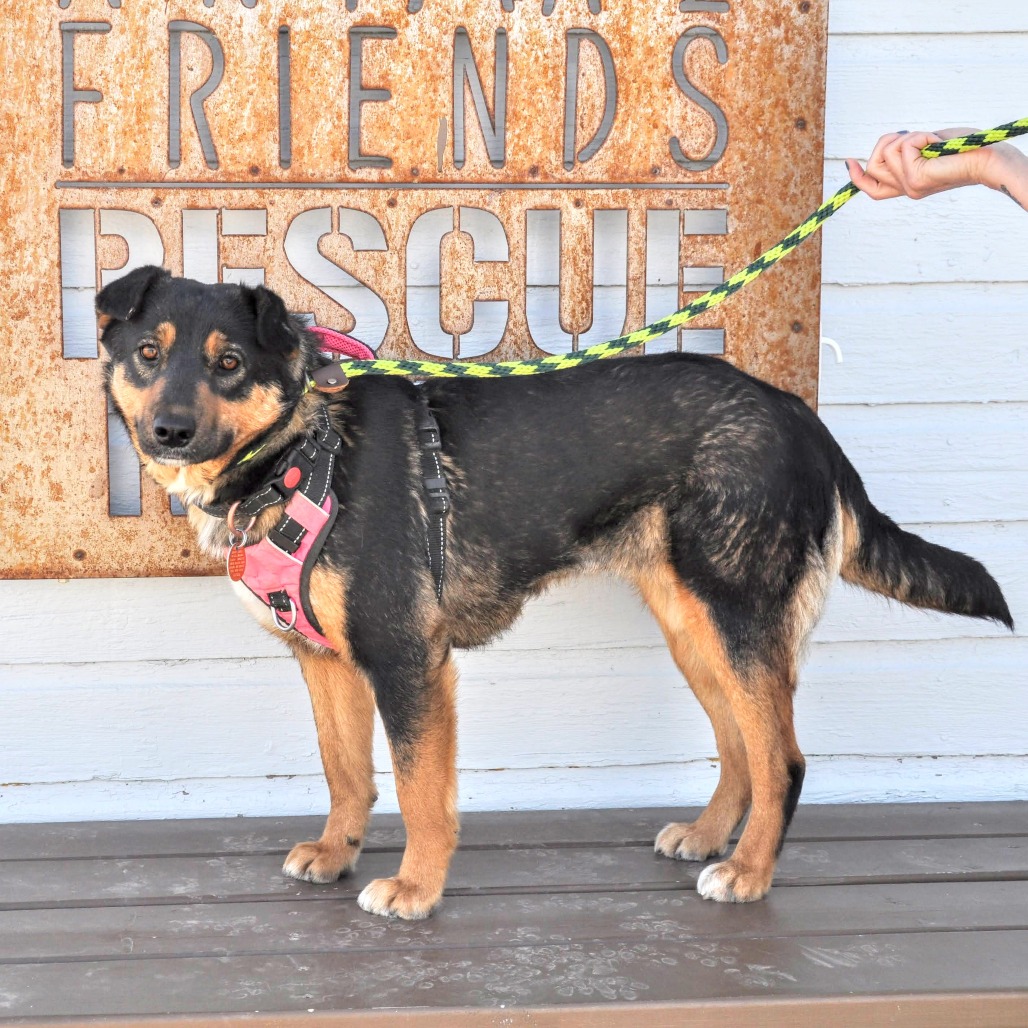 Savannah — thumbnail 3