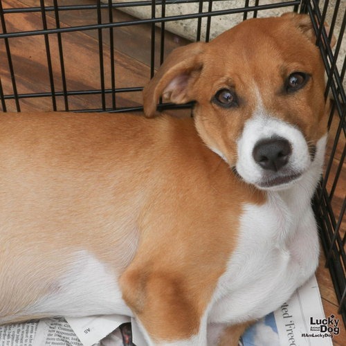 BAMBINO - Retriever, Labrador / Mixed Breed (Small) available for adoption