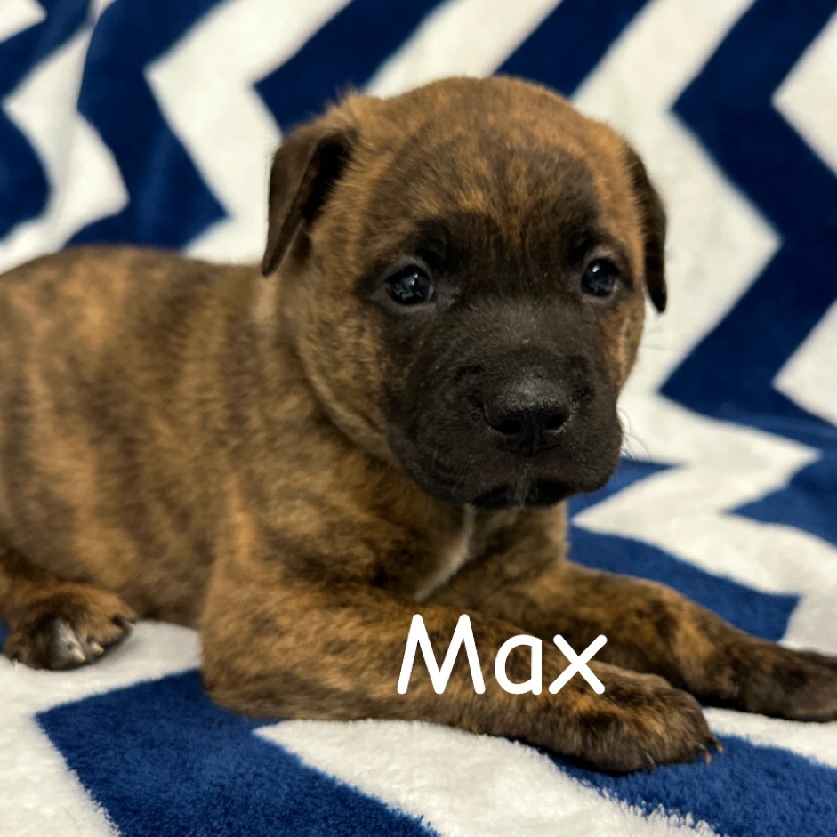 Max