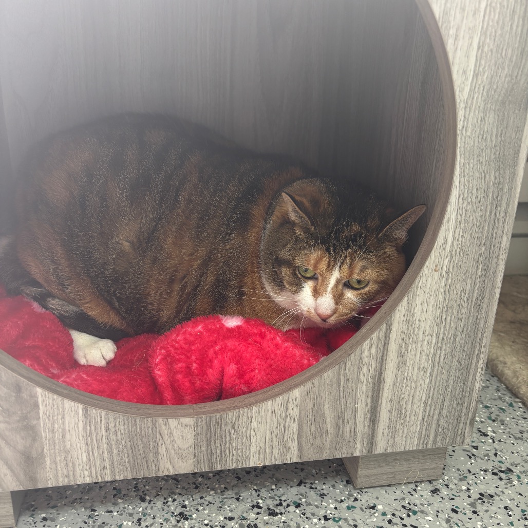 GiGi, photo 5