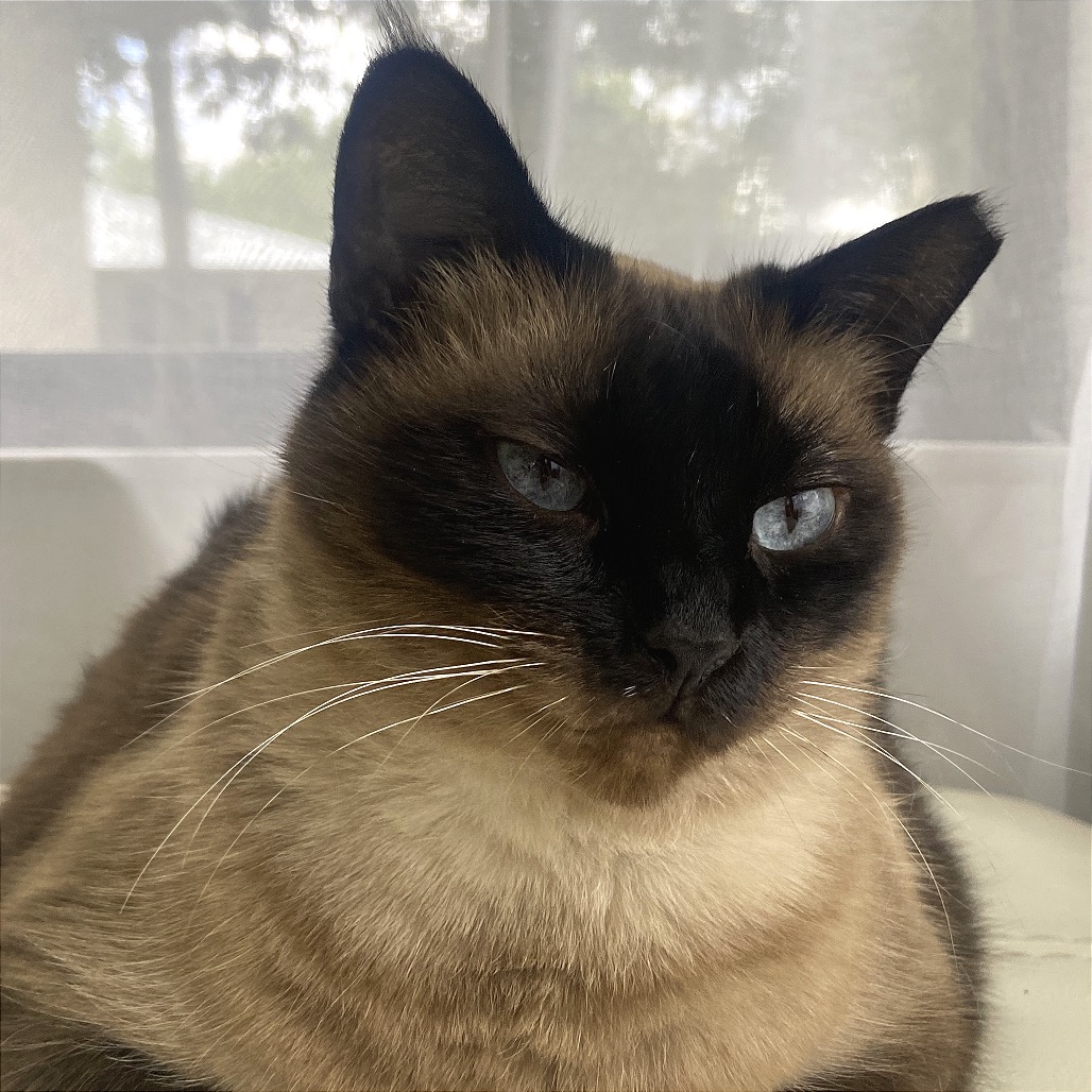 VICTORIA - Siamese available for adoption