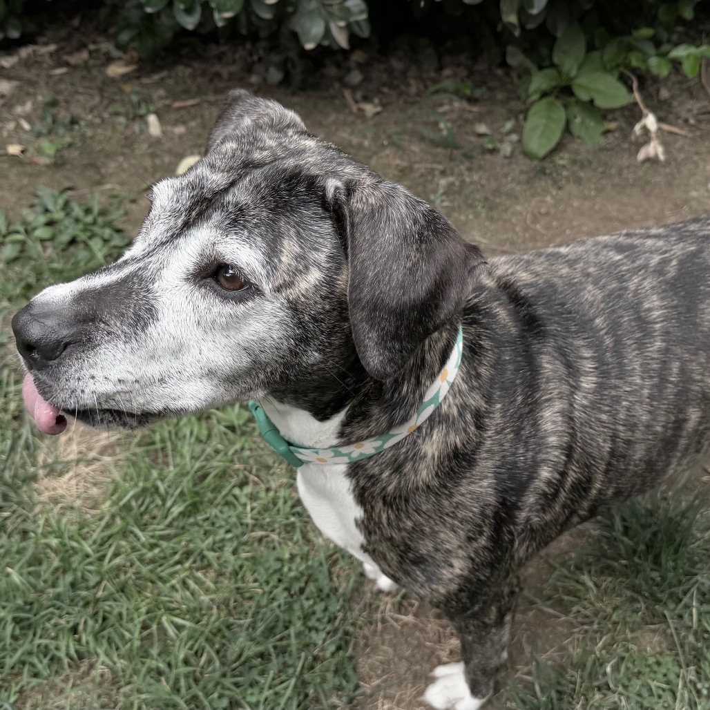 Biddie, photo 20