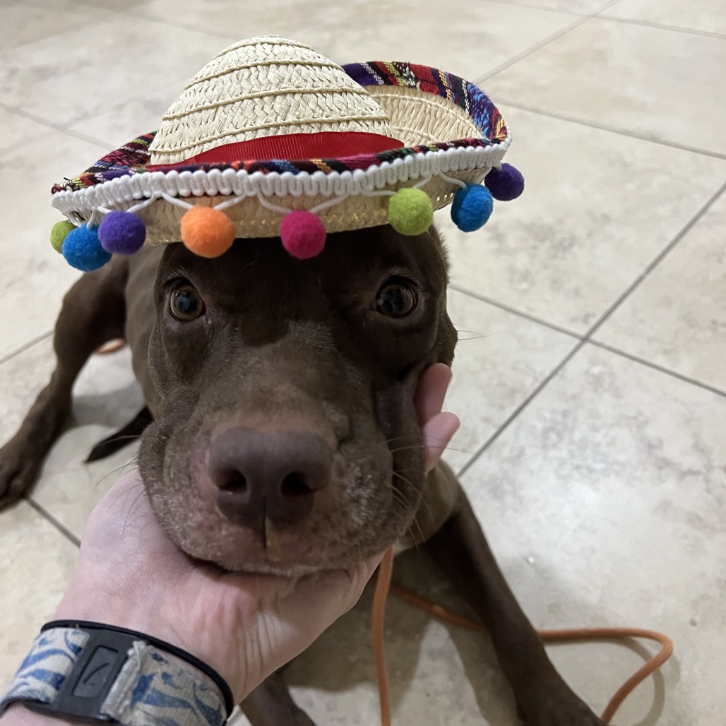 Violeta, available for adoption at PVAS